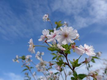 Low angle view of cherry blossoms against sky