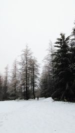 Trees against clear sky during winter