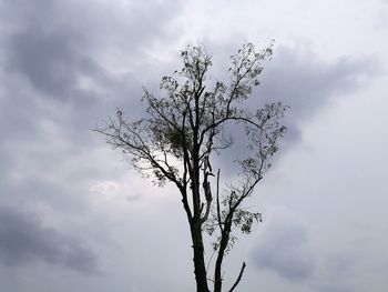 Low angle view of tree against sky