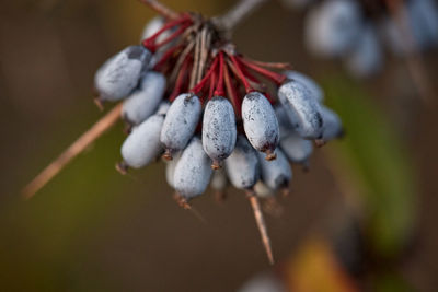 Close-up of berries growing on plant