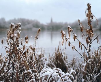 Close-up of frozen plants on field during winter