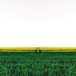 Crops growing on farm against clear sky