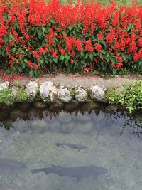 Close-up of red flowers growing on tree