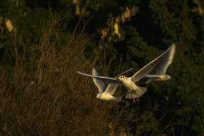 Bird flying in sky