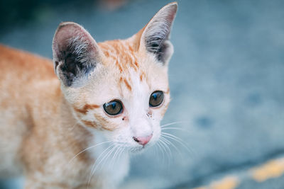 Close-up portrait of cat