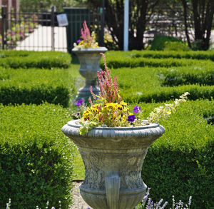 plant
