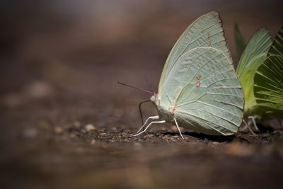 Close-up of insect