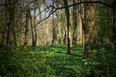 View of trees in forest