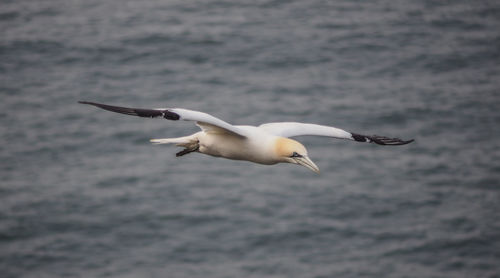 Seagull flying over water