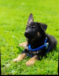 Dog looking away on field