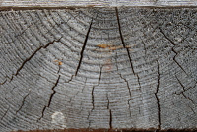 Full frame shot of tree stump