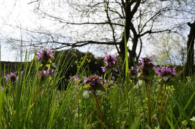 Pink flowers blooming in field
