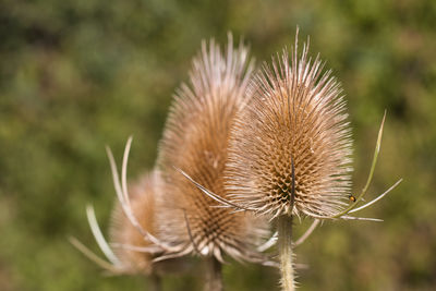thistle