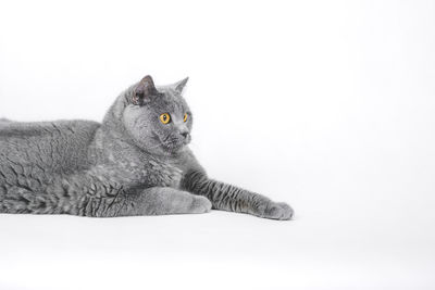 Cat looking away against white background