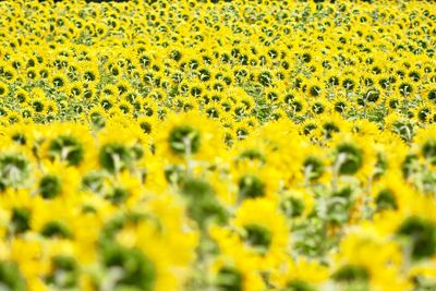 Scenic view of sunflower field