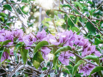 Close-up of pink flowering plants