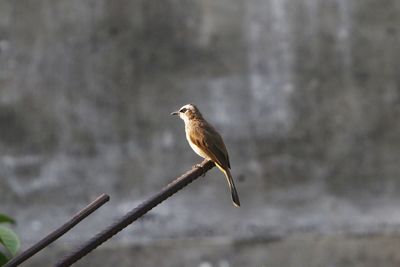 Close-up of bird perching on a plant