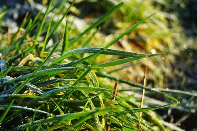 Close-up of fresh green grass