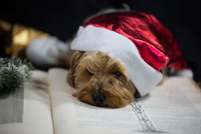 Dog wearing santa hat lying on book