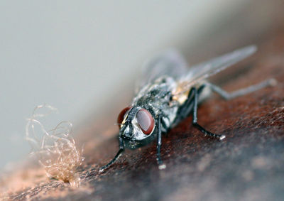 Close-up of insect on table