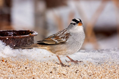 Close-up of bird