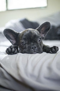 Close-up portrait of puppy on bed