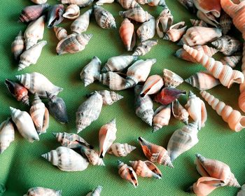 High angle view of shells