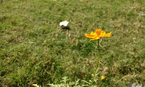 Yellow flowers blooming on grassy field