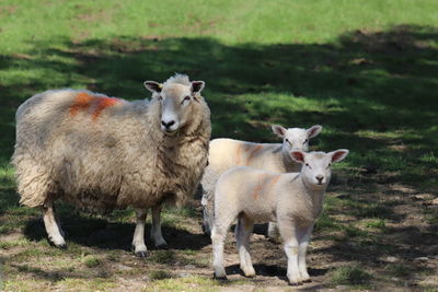 Portrait of sheep on field