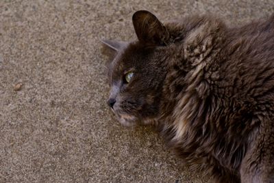 Close-up portrait of cat