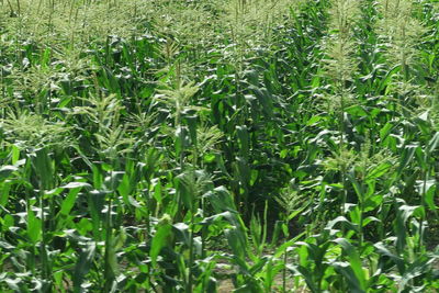 Full frame shot of corn field