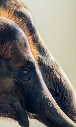 Close-up of elephant