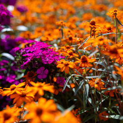 Close-up of purple flowering plants