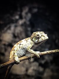 Close-up of a lizard on twig