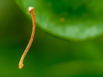 Close-up of housefly on plant