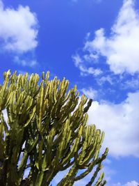 Low angle view of fresh green plants against sky