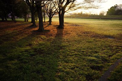 Trees on grassy field