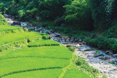 Scenic view of  rice terraces landscape