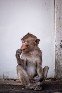 Lion sitting on wall