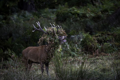 Stag on field in forest