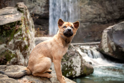 Portrait of dog on rock