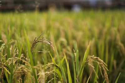 Close-up of crops growing on field