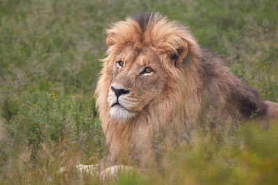 Big male lion in mountain zebra national park