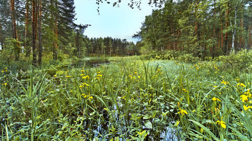 Scenic view of grassy field and trees in forest