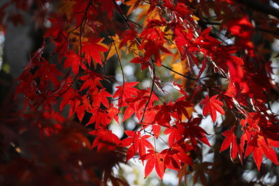 Close-up of maple leaves on tree
