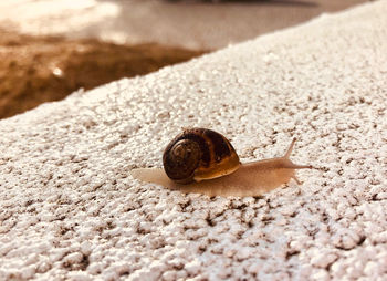 Close-up of snail on sand