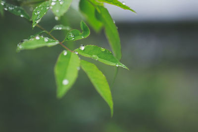 Close-up of water drops on plant