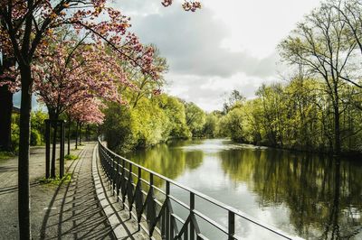 Scenic view of river amidst trees against sky