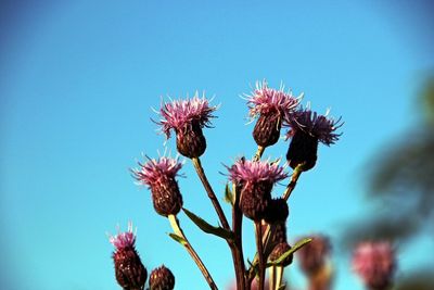 Low angle view of flowering plants against clear sky