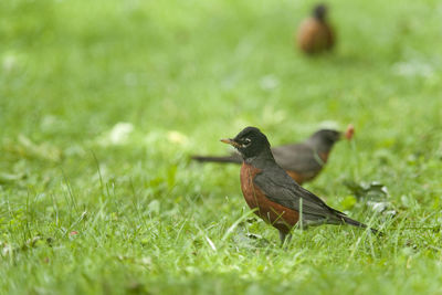 Close-up of bird perching on grass in field